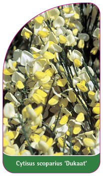 Cytisus scoparius 'Dukaat'