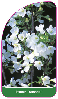 Prunus 'Yamadei'