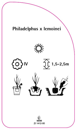 Philadelphus x lemoinei