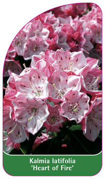 Kalmia latifolia 'Heart of Fire'