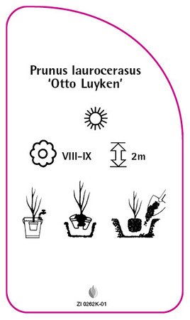 Prunus laurocerasus 'Otto Luyken'