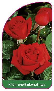 Róza wielkokwiatowa Nr. 225