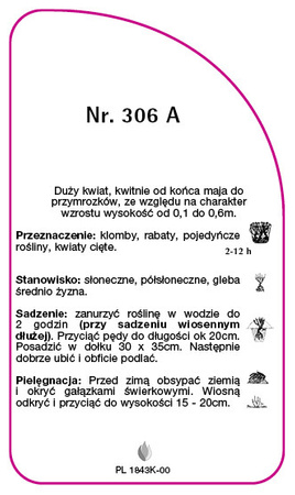 Róza okrywowa Nr. 306 A