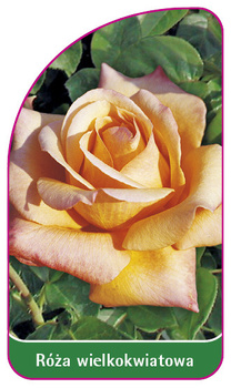 Roza wielkokwiatowa Nr. 205