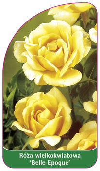 Róza wielkokwiatowa 'Belle Epoque' Nr. 535