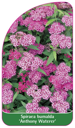 Spiraea bumalda 'Anthony Waterer'