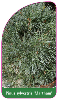 Pinus sylvestris 'Martham'