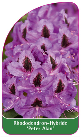 Rhododendron-Hybride 'Peter Alan'