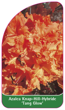 Azalea Knap-Hill-Hybride 'Tang Glow'