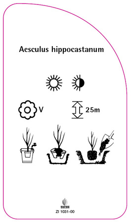 Aesculus hippocastanum