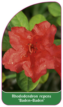 Rhododendron repens 'Baden-Baden'