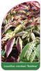 Leucothoe catesbaei 'Rainbow'