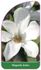 Magnolia kobus