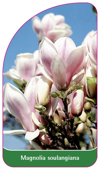 Magnolia soulangiana