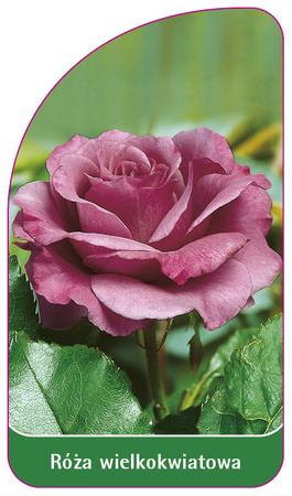 Róza wielkokwiatowa Nr. 211