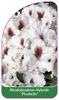 Rhododendron-Hybride 'Picobello',