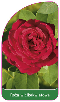 Trandafir cu flori mari Nr. 245