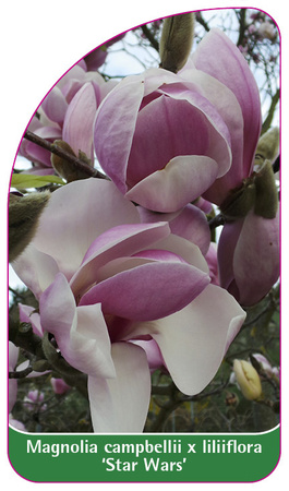 Magnolia campbellii x liliiflora 'Star Wars'