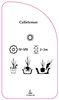 Callistemon