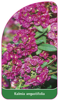 Kalmia angustifolia