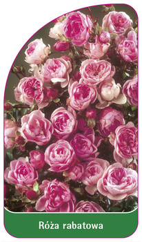 Discount rose Nr. 101