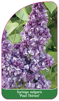 Syringa vulgaris 'Paul Thirion'