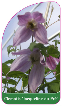 Clematis 'Jaqueline du Pré'