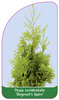 Thuja orientalis 'Degroot's Spire'