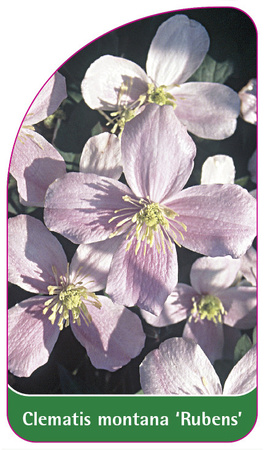 Clematis montana 'Rubens'