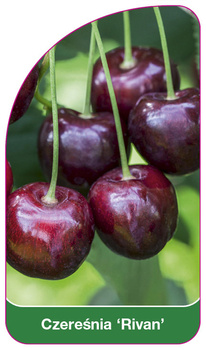Cireș dulce 'Rivan'