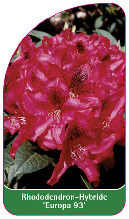 Rhododendron-Hybride 'Europa 93'