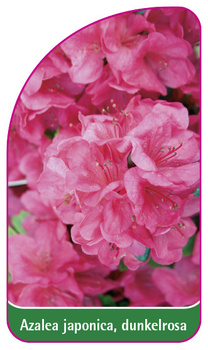 Azalea japonica, dunkelrosa