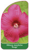 Hibiscus moschetos 'Rouge'