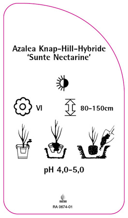 Azalea Knap-Hill-Hybride 'Sunte Nectarine''