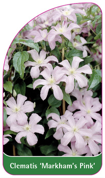 Clematis 'Markham's Pink'