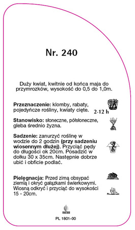 Roza wielkokwiatowa Nr. 240