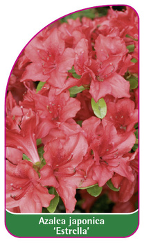 Azalea japonica 'Estrella'