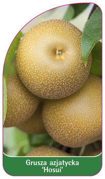 Grusza azjatycka 'Hosui'