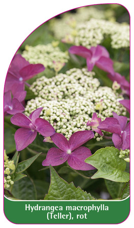 Hydrangea macrophylla (Teller), rot