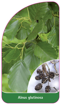 Alnus glutinosa