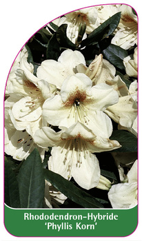 Rhododendron-Hybride 'Phyllis Korn'