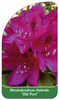 Rhododendron-Hybride 'Old Port'