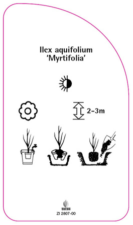 Ilex aquifolium 'Myrtifolia'