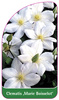 Clematis 'Marie Boisselot'