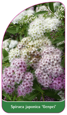 Spiraea japonica 'Genpei'