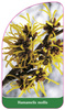 Hamamelis mollis