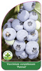 Vaccinium corymbosum "Patriot