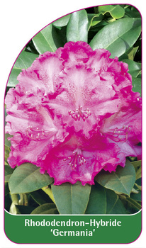 Rhododendron-Hybride 'Germania'