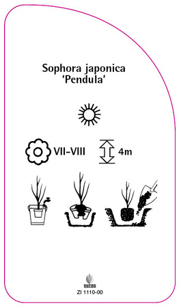 Sophora japonica 'Pendula'