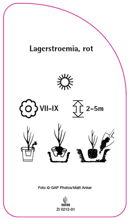 Lagerstroemia, rot